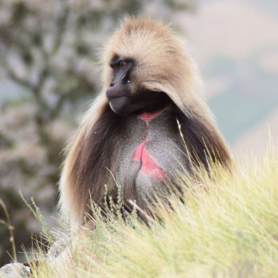fiche-animale-monde-animal-gelada