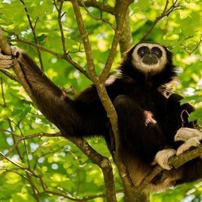 fiche-animale-monde-animal-gibbon-a-mains-blanches