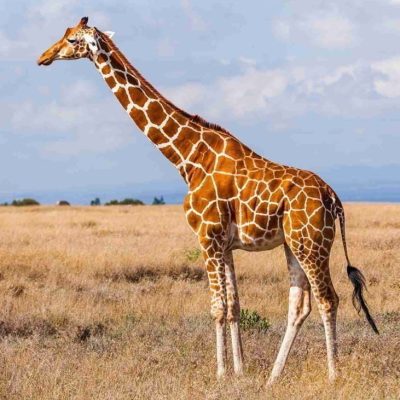 fiche-animale-monde-animal-girafe