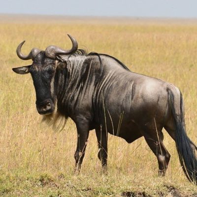 fiche-animale-monde-animal-gnou-bleu