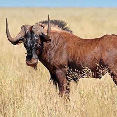 fiche-animale-monde-animal-gnou-noir