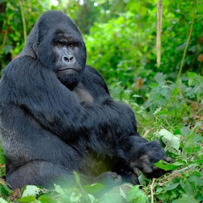 fiche-animale-monde-animal-gorille-de-l'est