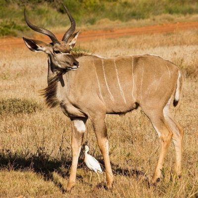 fiche-animale-monde-animal-grand-koudou