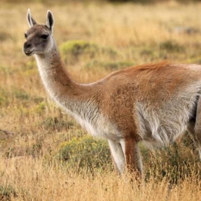 fiche-animale-monde-animal-guanaco