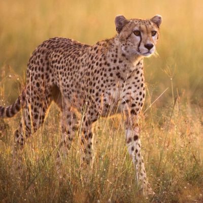 fiche-animale-monde-animal-guepard