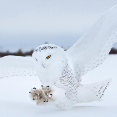 fiche-animale-monde-animal-harfang-des-neiges