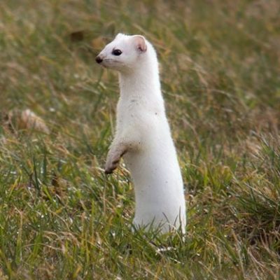 fiche-animale-monde-animal-hermine