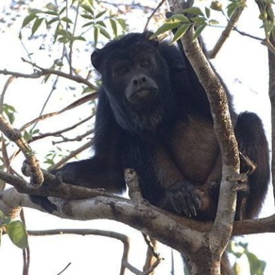 fiche-animale-monde-animal-hurleur-noir