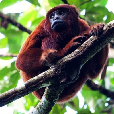 fiche-animale-monde-animal-hurleur-roux