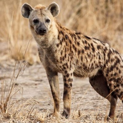 fiche-animale-monde-animal-hyene-tachetee