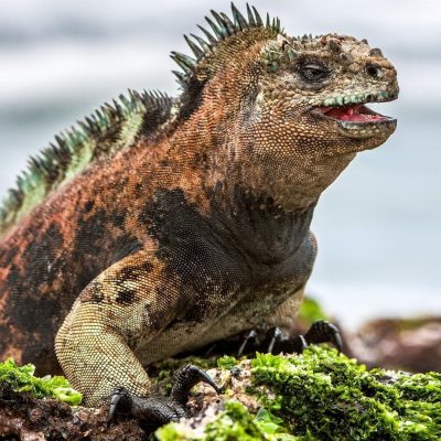 fiche-animale-monde-animal-iguane-marin-des-galapagos