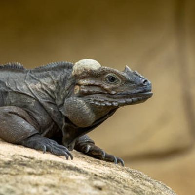 fiche-animale-monde-animal-iguane-rhinoceros