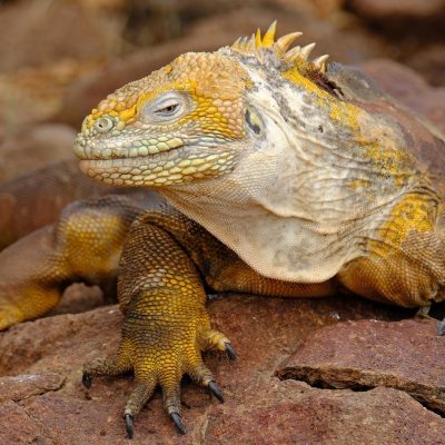 fiche-animale-monde-animal-iguane-terrestre-des-galapagos