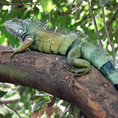 fiche-animale-monde-animal-iguane-vert