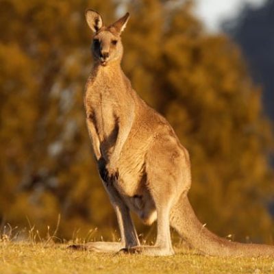 fiche-animale-monde-animal-kangourou-geant