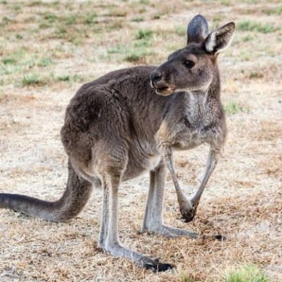 fiche-animale-monde-animal-kangourou-gris