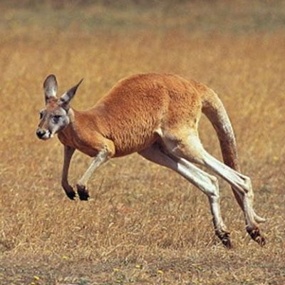 fiche-animale-monde-animal-kangourou-roux