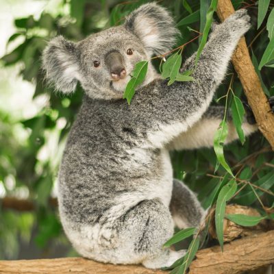 fiche-animale-monde-animal-koala