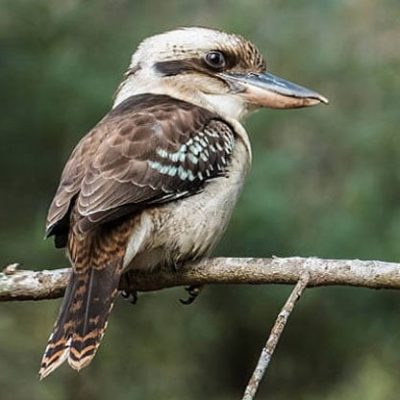 fiche-animale-monde-animal-kookaburra