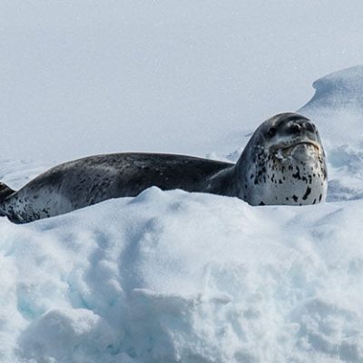 fiche-animale-monde-animal-leopard-de-mer