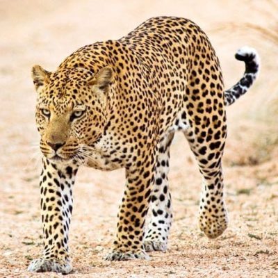 fiche-animale-monde-animal-leopard-panthere