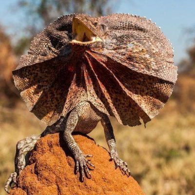 fiche-animale-monde-animal-lezard-a-collerette