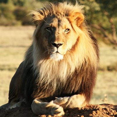 fiche-animale-monde-animal-lion