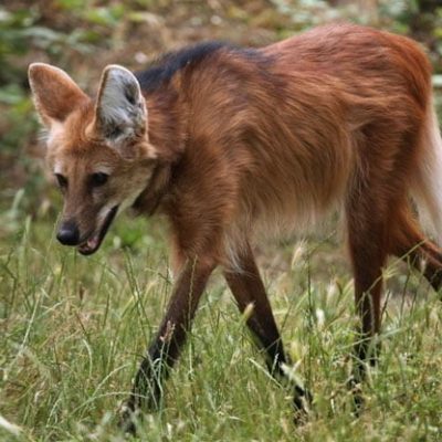 fiche-animale-monde-animal-loup-a-criniere