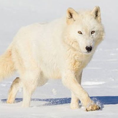 fiche-animale-monde-animal-loup-arctique