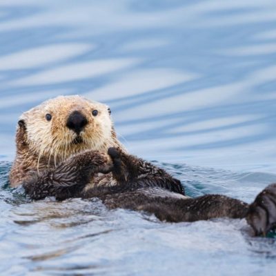 fiche-animale-monde-animal-loutre-de-mer