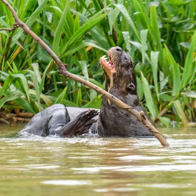 fiche-animale-monde-animal-loutre-geante