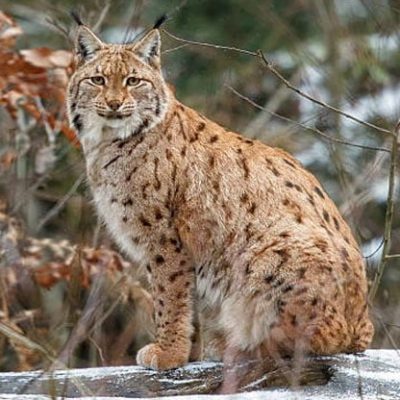 fiche-animale-monde-animal-lynx-boreal