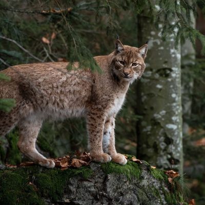 fiche-animale-monde-animal-lynx-roux