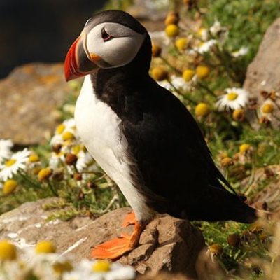 fiche-animale-monde-animal-macareux-moine