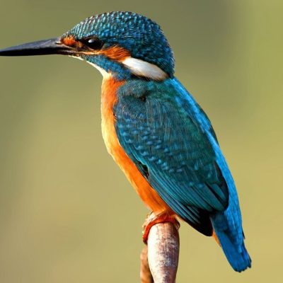 fiche-animale-monde-animal-martin-pecheur-d-europe