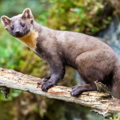 fiche-animale-monde-animal-martre-des-pins