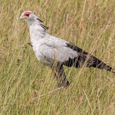 fiche-animale-monde-animal-messager-sagittaire