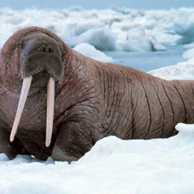 fiche-animale-monde-animal-morse