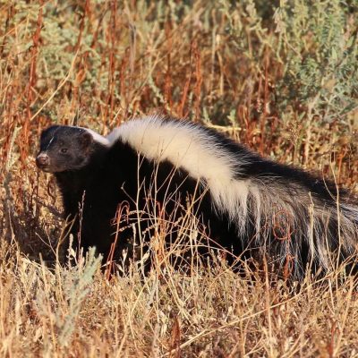 fiche-animale-monde-animal-mouffette-rayee