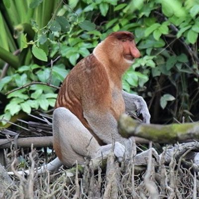 fiche-animale-monde-animal-nasique