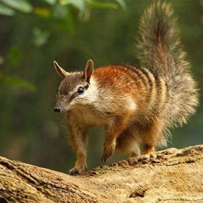 fiche-animale-monde-animal-numbat