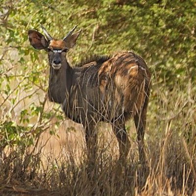 fiche-animale-monde-animal-nyala