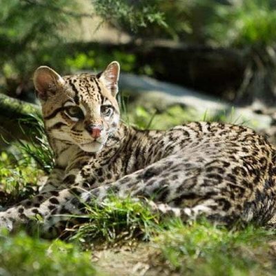fiche-animale-monde-animal-ocelot