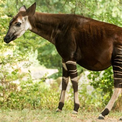 fiche-animale-monde-animal-okapi