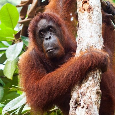 fiche-animale-monde-animal-orang-outan-borneo