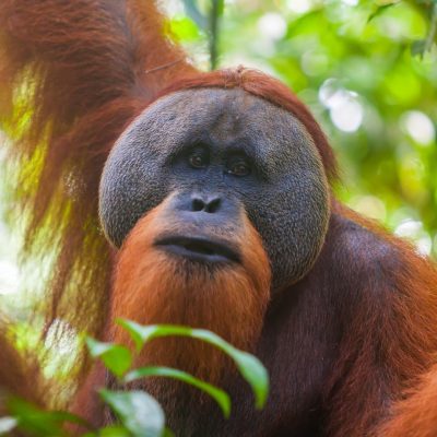fiche-animale-monde-animal-orang-outan-sumatra