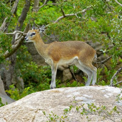 fiche-animale-monde-animal-oreotrague-oreotragus-oreotragus