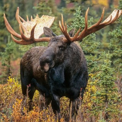 fiche-animale-monde-animal-orignal-elan