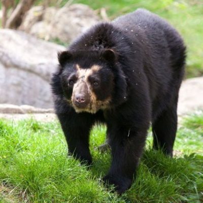 fiche-animale-monde-animal-ours-a-lunettes