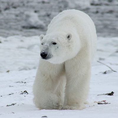 fiche-animale-monde-animal-ours-polaire-ours-blanc